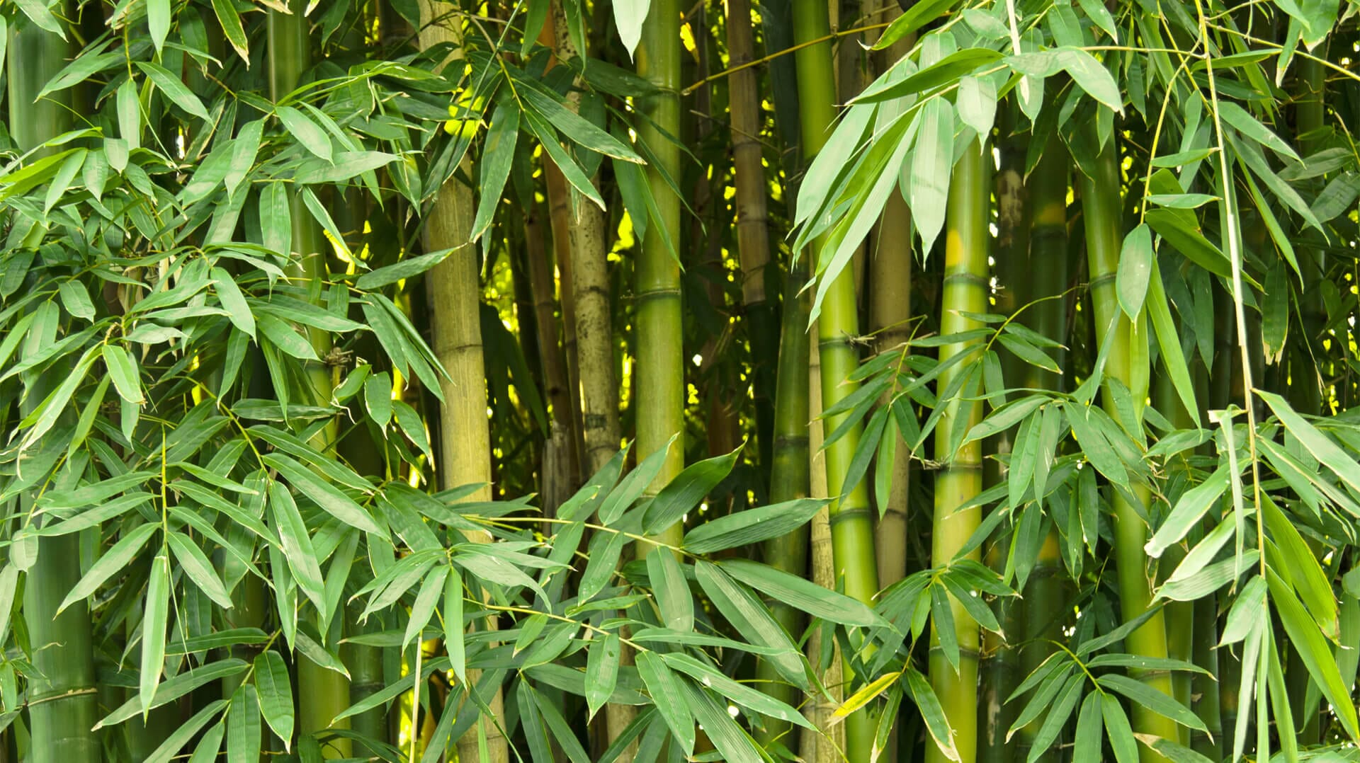 about-bamboo.jpg?w=1024&h=575&scale